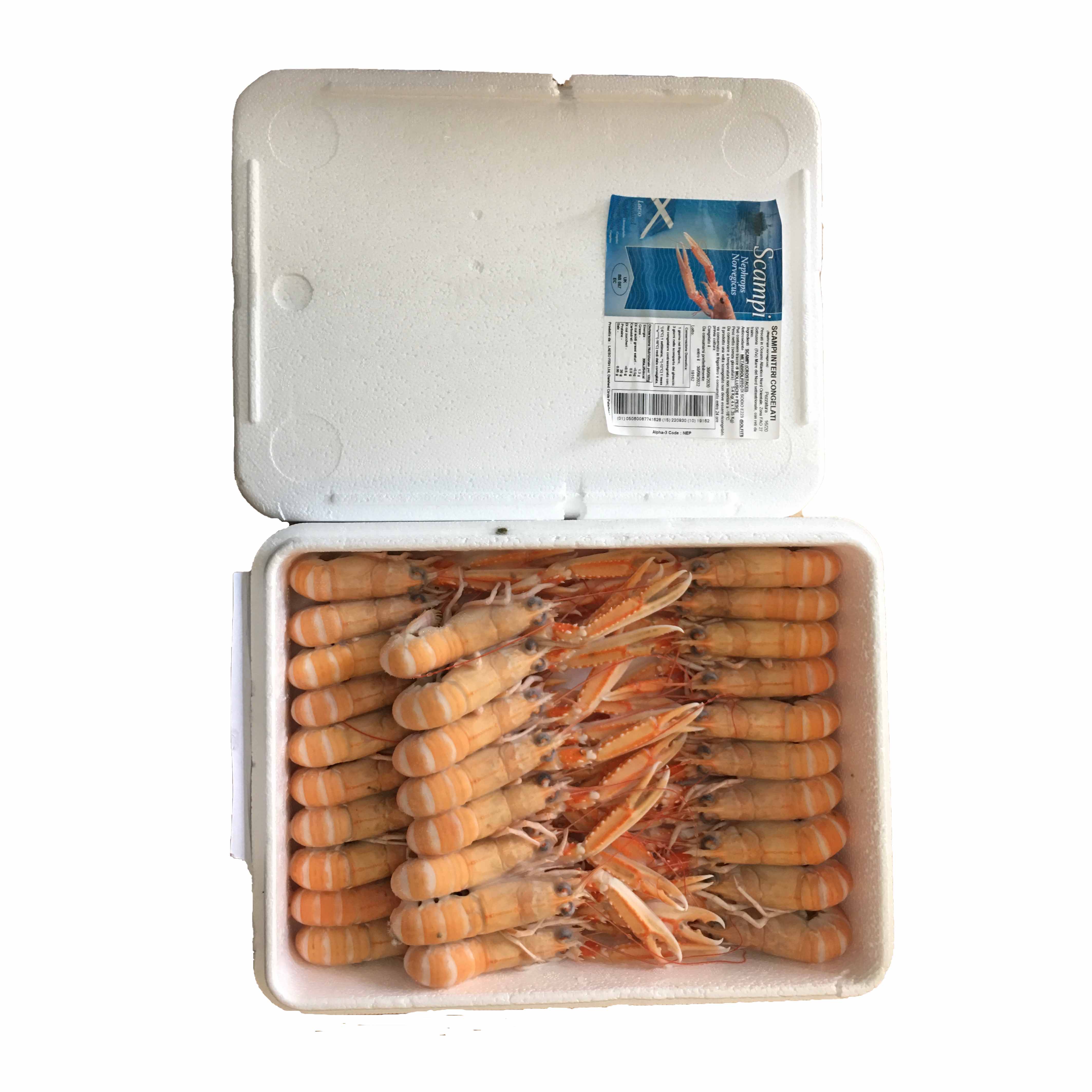 SCAMPI POLY 26/35 CONG.1,35KGX4PZ 泡沫盒